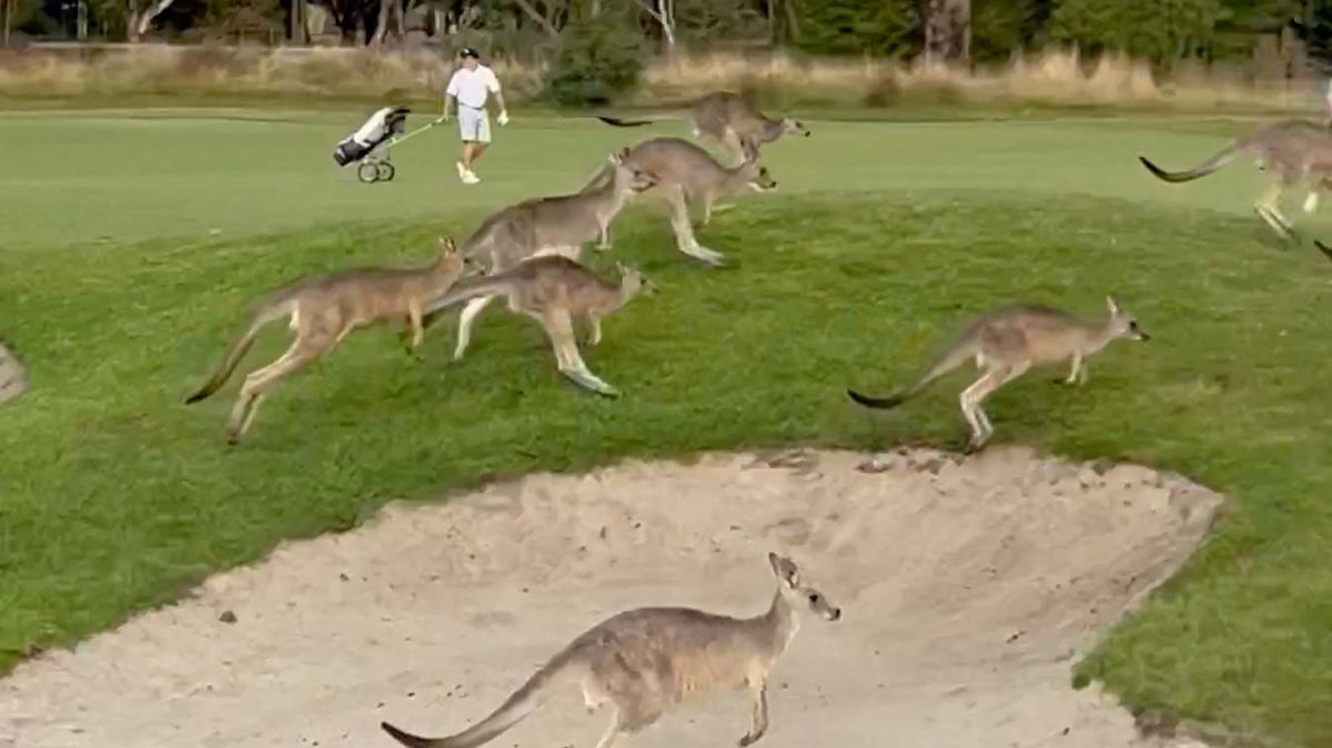 Golfovým hřištěm u Melbourne prosvištělo stádo klokanů